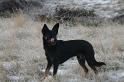 Mellon _31-12-08_1